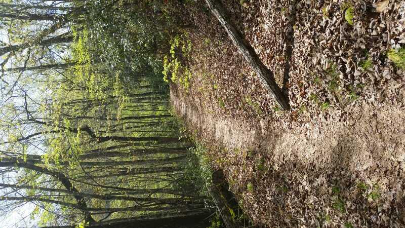 A tranquil dirt path winding through a forest, lined with trees and scattered with fallen leaves. Bright green foliage bursts with life, indicating early spring, while sunlight filters through the branches, creating a serene atmosphere. Tsali Left Loop mountain bike trail.