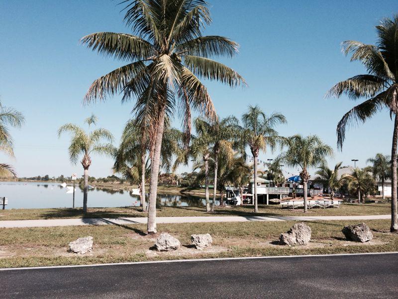 A tranquil lakeside scene featuring a row of palm trees along a pathway, with a calm water body reflecting the clear blue sky. In the background, a small dock with colorful buildings is visible, surrounded by lush greenery. The setting suggests a peaceful, sunny day ideal for outdoor activities or relaxation. Quiet Waters Park mountain bike trail.