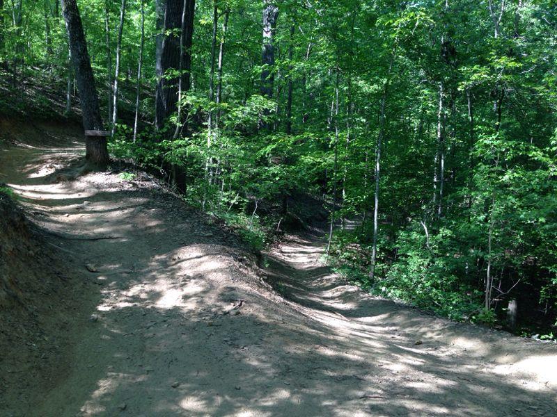 A dirt path in a forest, with one trail branching off to the left and another to the right, surrounded by lush green trees and sunlight filtering through the foliage. Blankets Creek mountain bike trail.