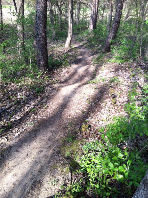 A narrow dirt path winding through a lush green forest, flanked by trees and patches of undergrowth with dappled sunlight filtering through the leaves. Andrew's University Trail mountain bike trail.