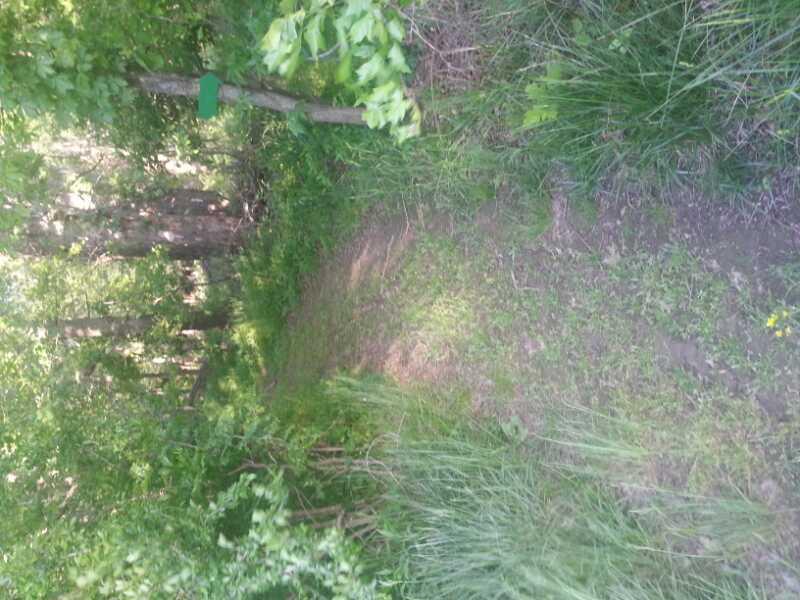 A narrow dirt path winding through lush green foliage and trees in a forested area, with sunlight filtering through the leaves. Pryor Creek Nature Trail mountain bike trail.
