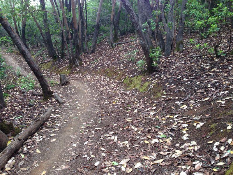 A winding dirt path through a forest, surrounded by trees and scattered with fallen leaves. The scene captures a tranquil, natural setting with greenery in the background. Clementine / Forresthill Connector Trail mountain bike trail.