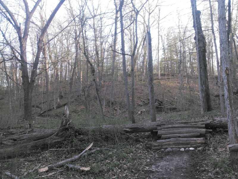 A tranquil forest scene featuring bare trees with a gentle slope in the background. A fallen log and a pathway made of logs lead through the underbrush, showcasing the natural landscape of a wooded area during early spring or late autumn. Bloomer Park mountain bike trail.