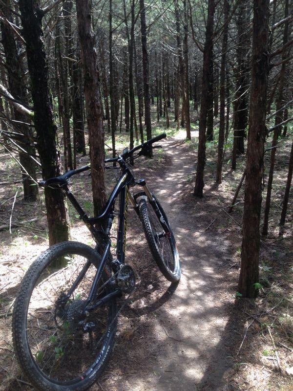 A mountain bike resting on a dirt path surrounded by tall pine trees in a forest. Sunlight filters through the branches, creating a serene outdoor atmosphere. Binder Lake mountain bike trail.