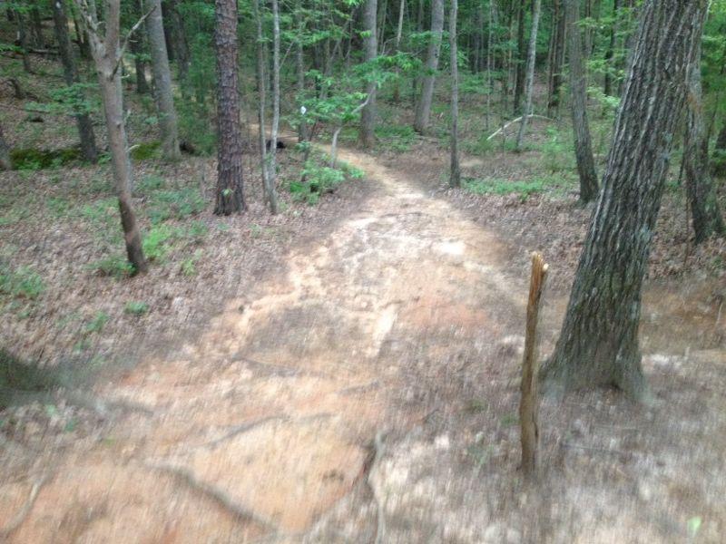 A winding dirt trail through a wooded area, surrounded by tall trees and scattered leaves on the ground. The path is slightly uneven, with visible roots and dirt, leading deeper into the forest. A small stick protrudes from the ground near the right side of the image. The scene is filled with lush green foliage, indicating a serene natural environment. Colonel Francis Beatty Park mountain bike trail.