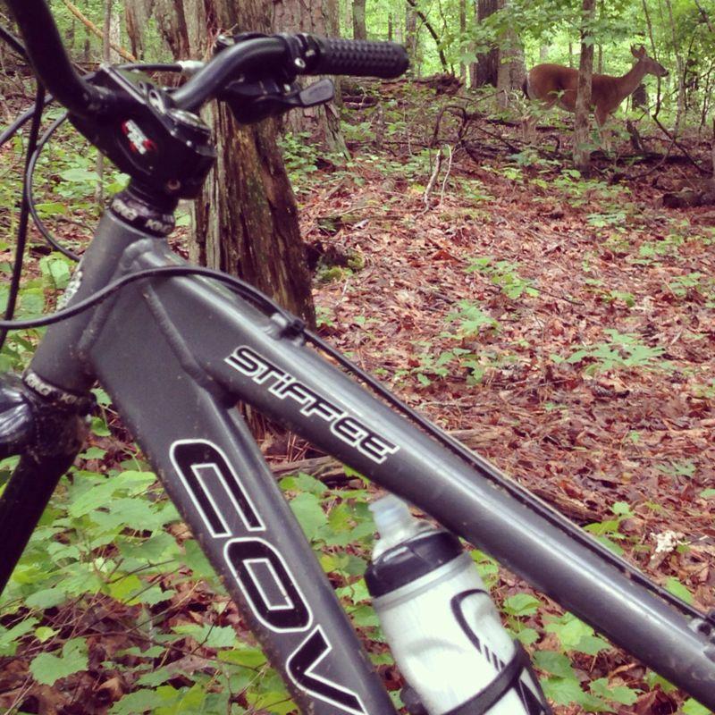 A mountain bike positioned in a forested area, with a water bottle attached to its frame. In the background, a deer stands among the trees and underbrush. Big Creek mountain bike trail.