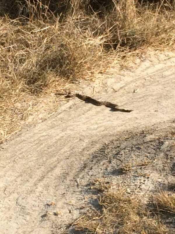 A snake partially resting on a sandy path surrounded by dry grass. Oso Creek Park mountain bike trail.
