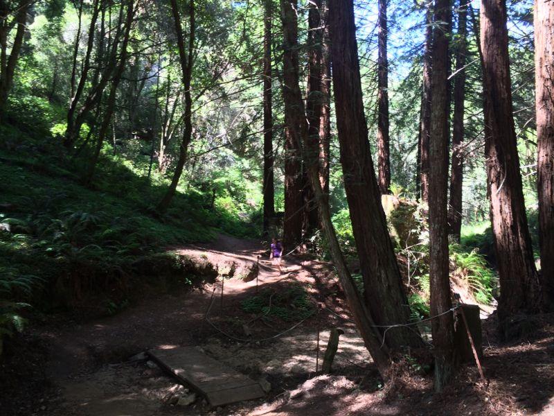 A child walking along a dirt path in a lush forest, surrounded by tall redwood trees and greenery. Sunlight filters through the leaves, casting dappled shadows on the ground. Wilder Ranch State Park mountain bike trail.