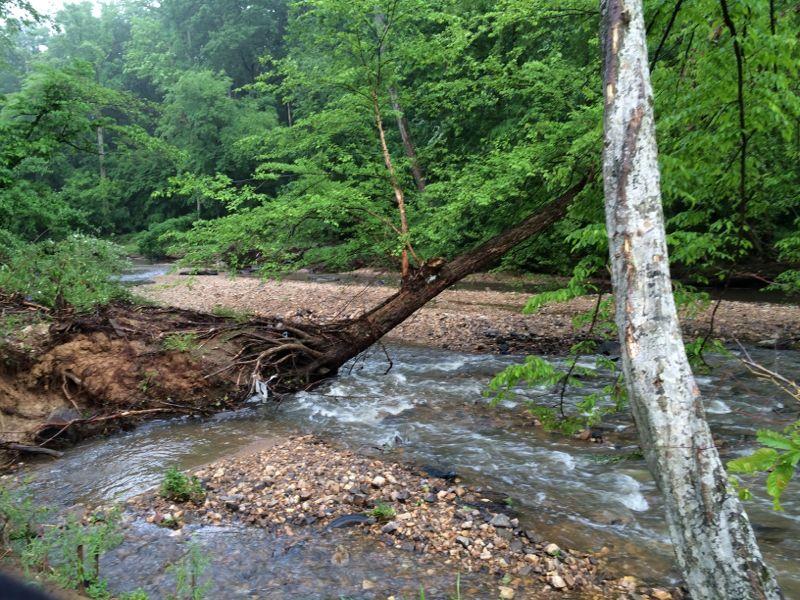 A serene forest scene featuring a gently flowing stream bordered by lush greenery. A fallen tree extends over the water, with its roots visible on the bank, while smooth stones line the streambed, creating a natural landscape of tranquility. Wakefield mountain bike trail.