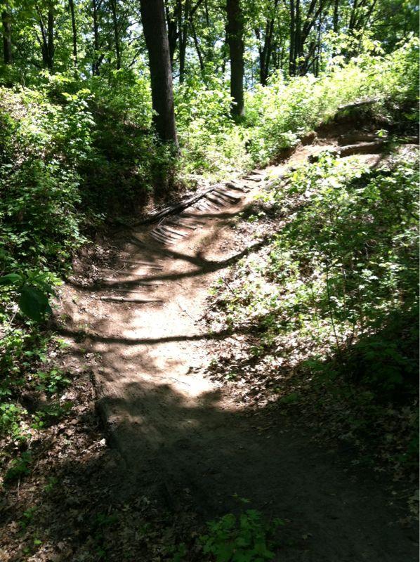 A winding dirt path through a lush green forest, featuring sunlight filtering through the trees and gentle slopes along the trail. Fort Custer Recreation Area mountain bike trail.