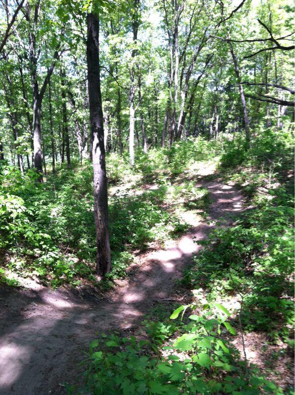 A dirt trail winding through a lush green forest, surrounded by tall trees and dense vegetation, with dappled sunlight filtering through the leaves. Fort Custer Recreation Area mountain bike trail.