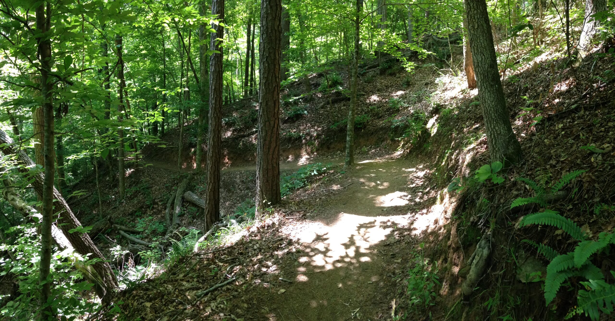 A serene forest path winding through lush greenery, with sunlight filtering through the leaves. The trail is bordered by tall trees and scattered foliage, creating a peaceful and inviting outdoor scene. Taylor Randahl Memorial Mountain Bike Trails At Olde Rope Mill Park mountain bike trail.