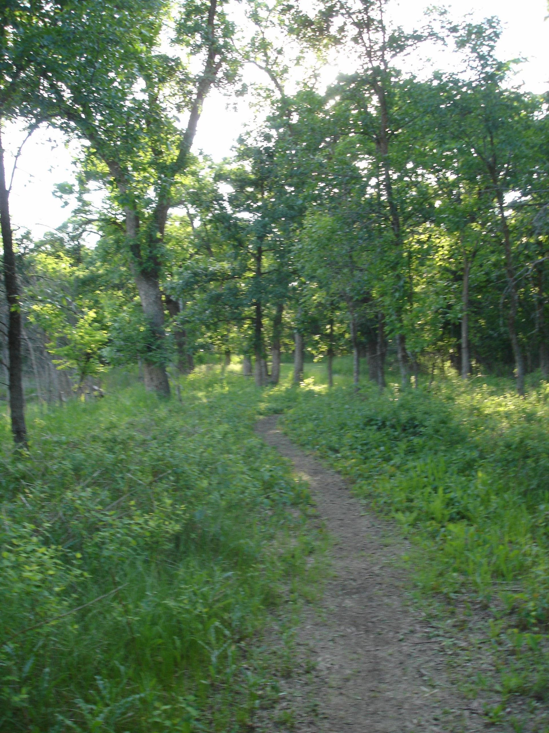 A winding dirt path through a lush, green forest, surrounded by tall trees and undergrowth, with sunlight filtering through the leaves above. Bison Plant mountain bike trail.