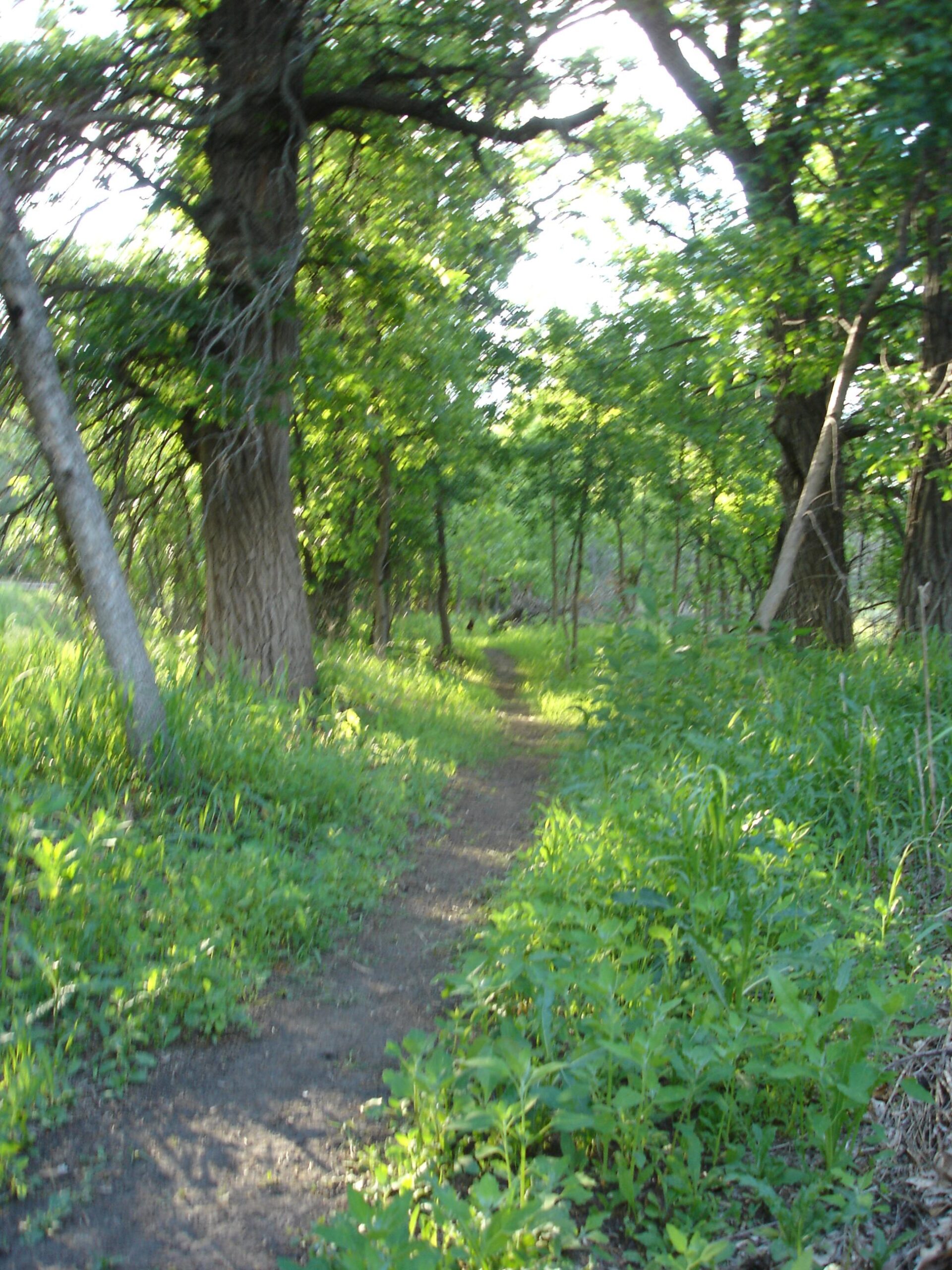 A dirt path winding through a lush green forest, lined with tall trees and vibrant undergrowth. Sunlight filters through the leaves, illuminating the scene. Bison Plant mountain bike trail.