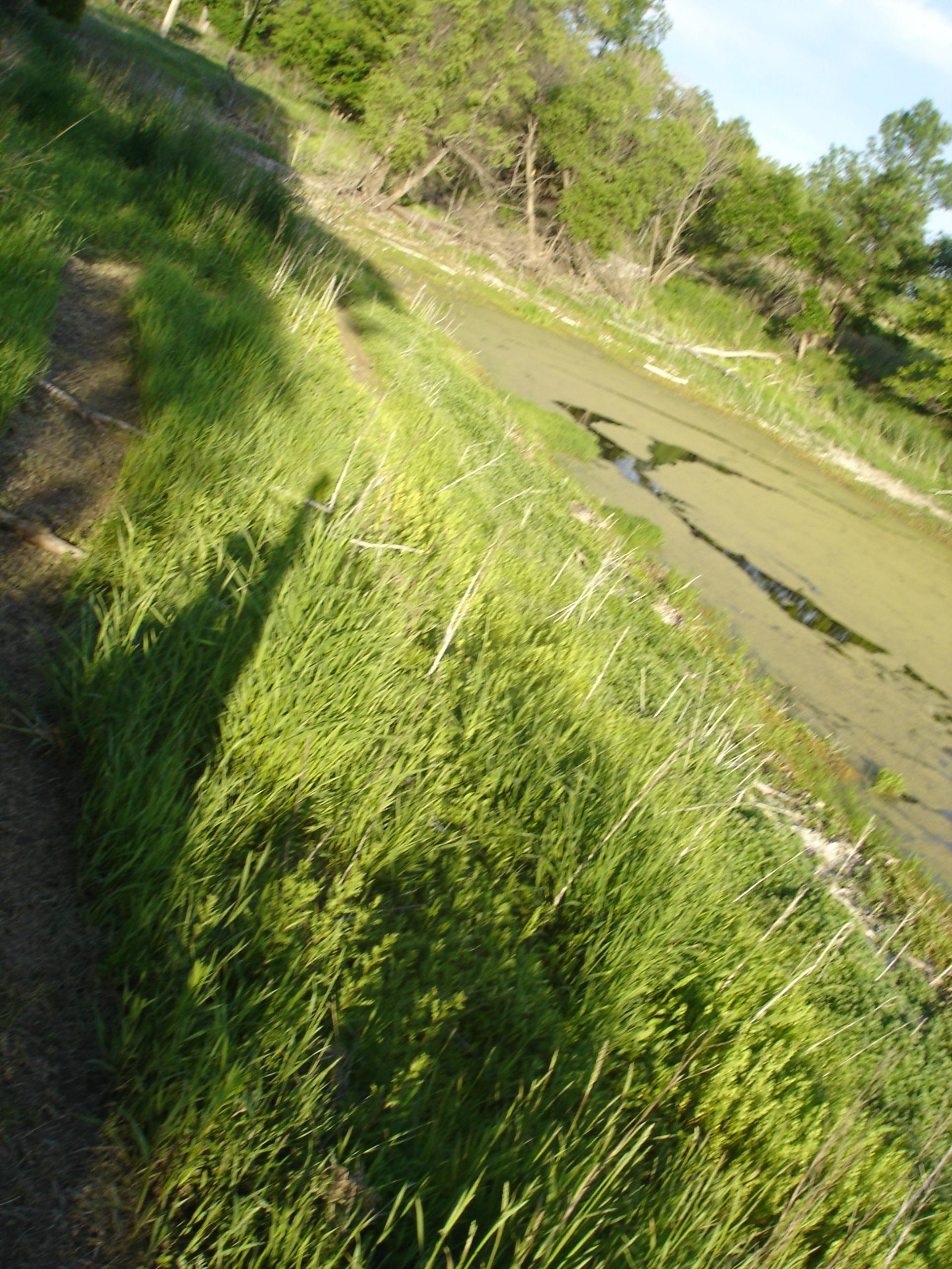A scenic view of a grassy area leading to a calm, green-tinted pond. The landscape is lush with tall grasses and a few scattered trees in the background. A dirt path runs alongside the water's edge, with reflections of the greenery visible in the pond. The atmosphere suggests a serene natural setting, ideal for outdoor activities. Bison Plant mountain bike trail.