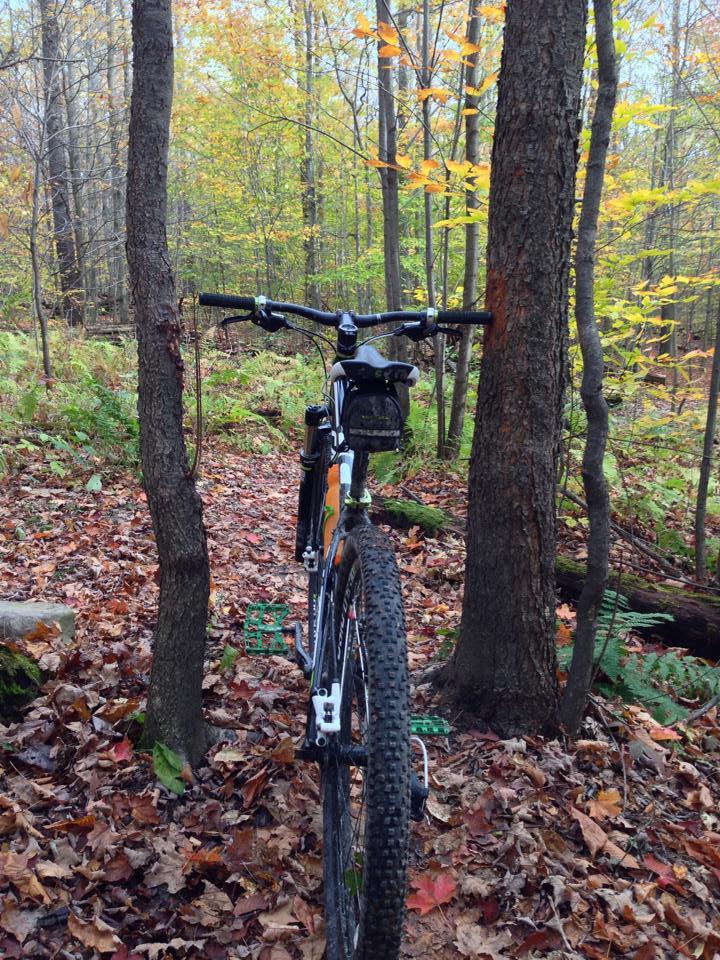 Cannondale Trail SL 29: A mountain bike standing between two trees on a forest trail covered with autumn leaves. The bike is positioned with the handlebars facing the camera, showcasing its tires and pedals, surrounded by vibrant foliage in shades of green and yellow.
