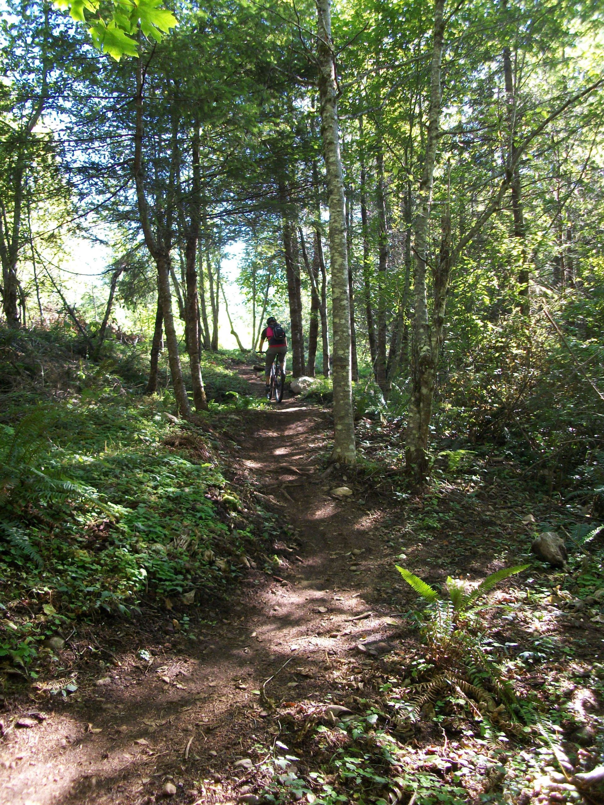 A mountain biker riding along a rugged dirt trail through a sunlit forest, surrounded by tall trees and lush greenery. The path winds upward, with patches of shadows and sunlight filtering through the leaves. Sandy Ridge mountain bike trail.