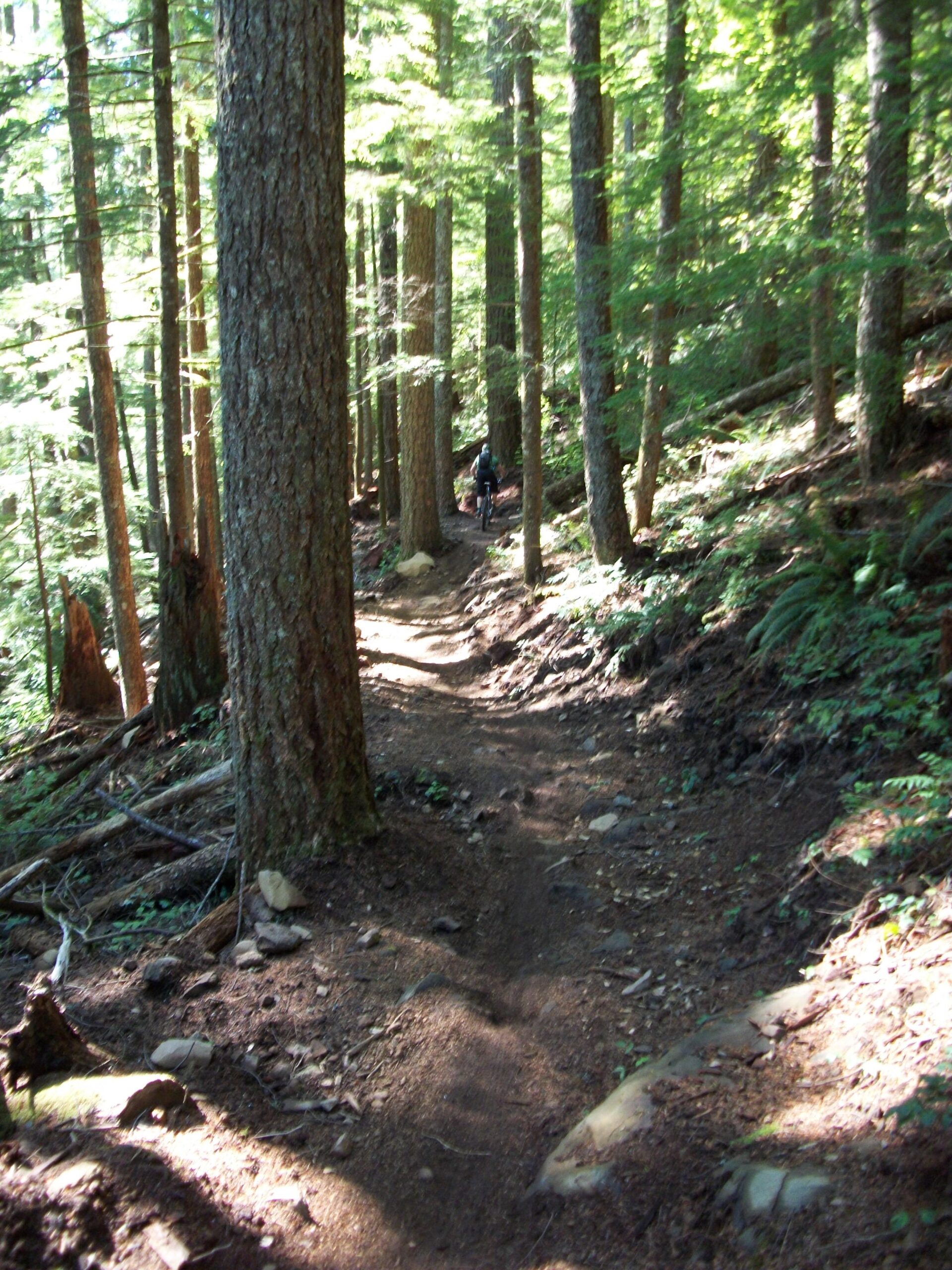 A winding dirt trail through a lush forest, flanked by tall trees. A person can be seen biking along the path, surrounded by vibrant greenery and dappled sunlight filtering through the leaves. Sandy Ridge mountain bike trail.