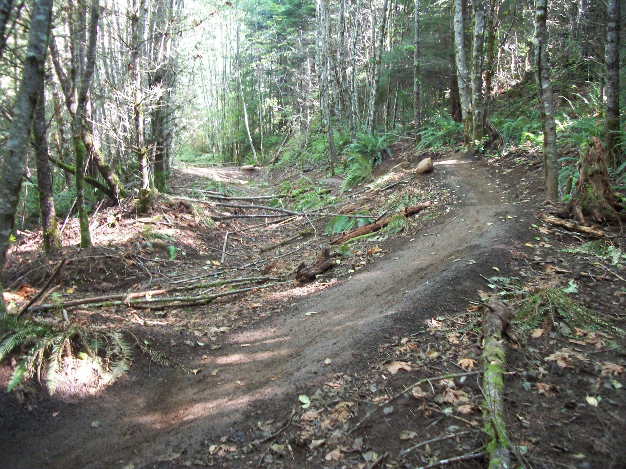 A winding dirt path in a dense forest, surrounded by tall trees and ferns, with scattered branches and leaves on the ground. The trail is partially shaded, creating a peaceful, natural setting. Sandy Ridge mountain bike trail.