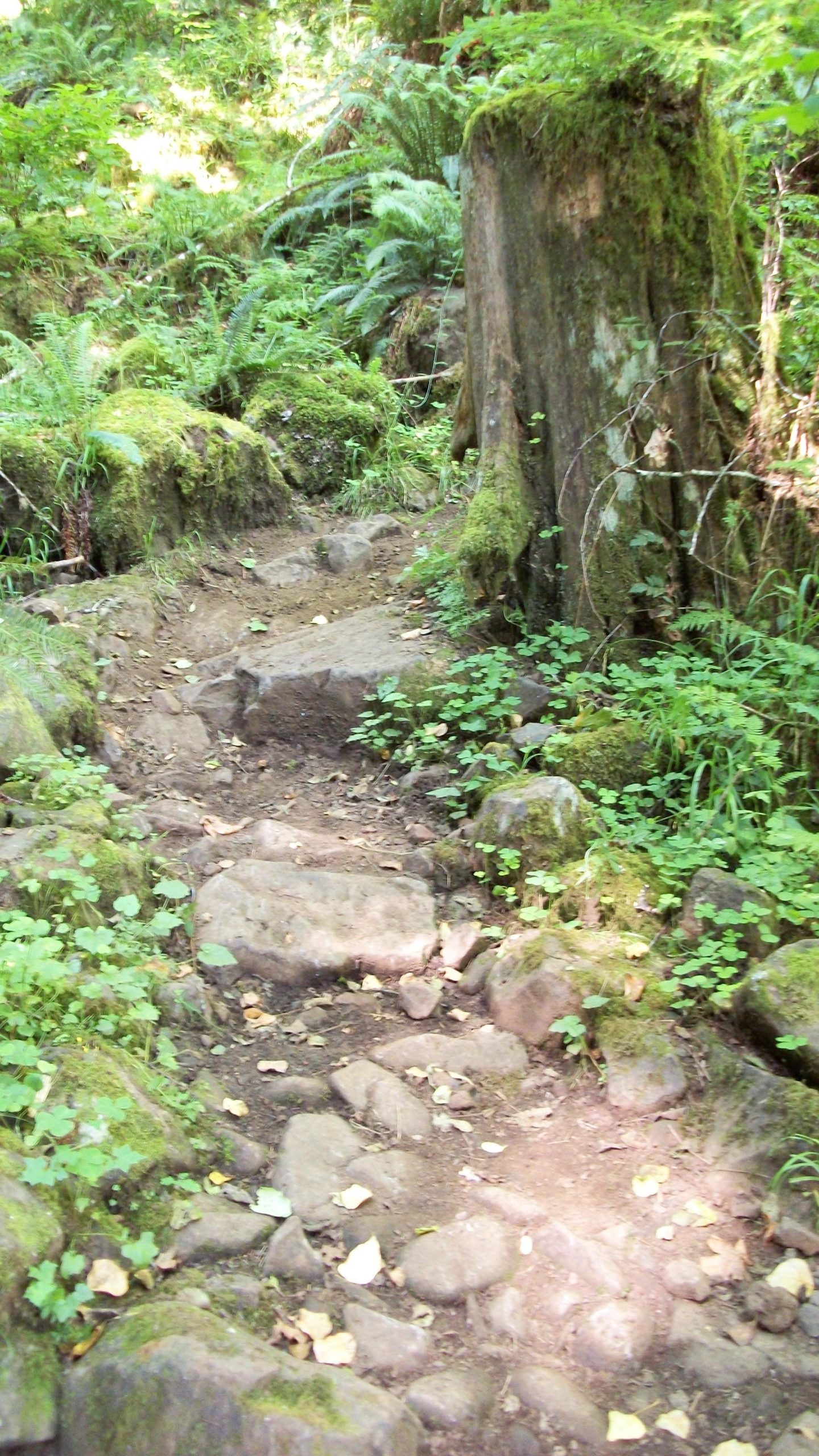 A narrow, rocky hiking trail winding through lush greenery, including ferns and moss-covered rocks. Sunlight filters through the trees, illuminating the earthy path. Large tree stumps are visible along the trail, contributing to the natural forest scenery. Molalla River Recreation Corridor mountain bike trail.