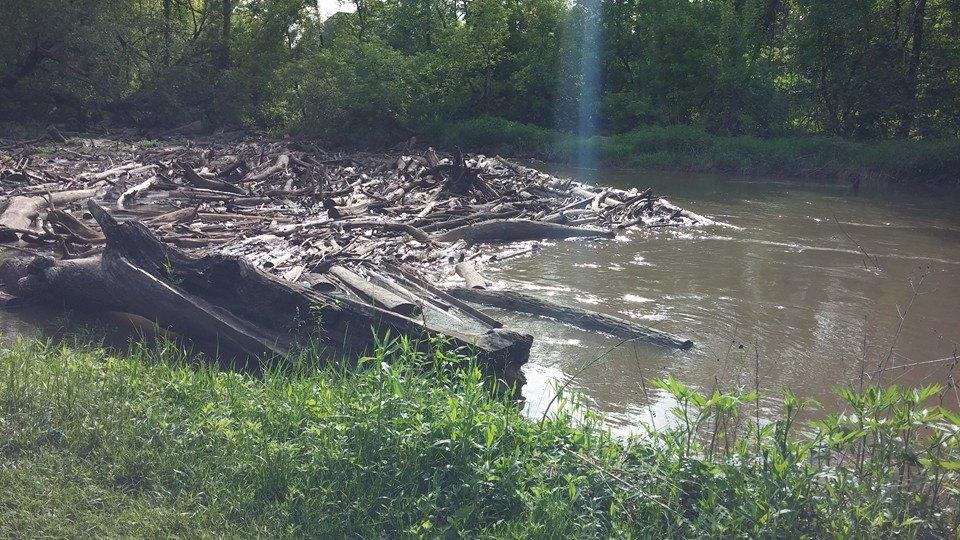 A serene river scene featuring a collection of fallen logs and debris floating on the water's surface, surrounded by lush greenery. The riverbank is lined with grass and plants, and sunlight streams down, creating a peaceful atmosphere. Clinton River Park mountain bike trail.