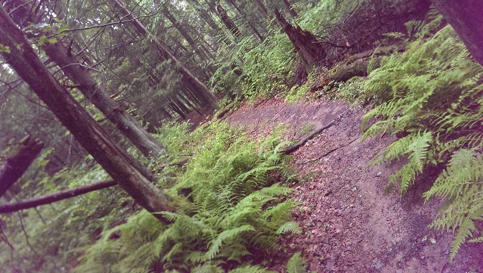 A narrow forest trail winding through dense greenery with vibrant ferns on either side, surrounded by tall trees and dappled sunlight filtering through the leaves. Swatara State Park mountain bike trail.