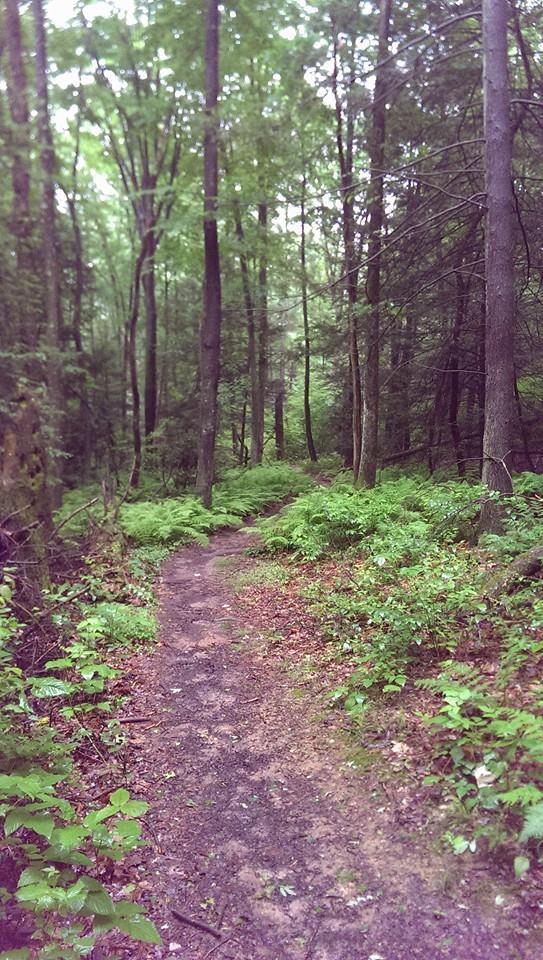 A serene forest path winding through lush greenery, surrounded by tall trees and ferns. The scene captures a tranquil atmosphere, inviting exploration and connection with nature. Swatara State Park mountain bike trail.