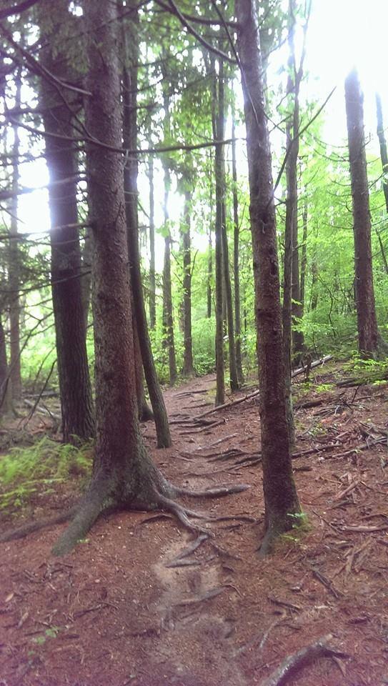 A serene forest scene featuring a narrow dirt path winding through tall trees. The ground is covered with reddish-brown soil and visible tree roots, while lush green foliage surrounds the trail, creating a tranquil and inviting atmosphere. Swatara State Park mountain bike trail.