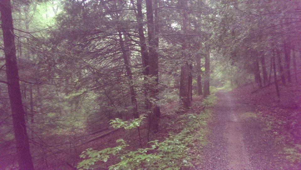 A misty forest path surrounded by tall trees, with a gravel trail winding through lush greenery and fading into the fog. Swatara State Park mountain bike trail.
