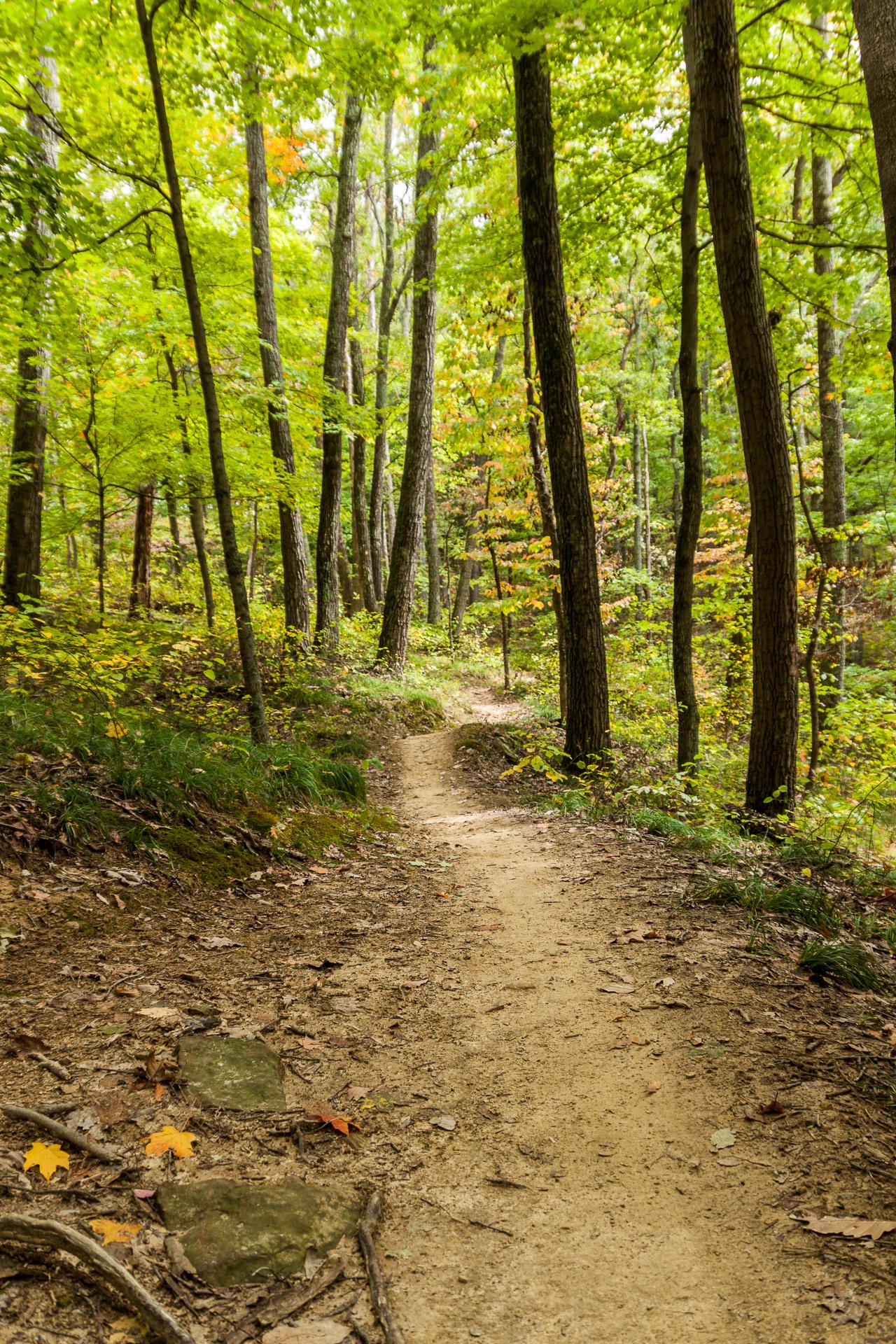 A winding dirt path surrounded by tall trees and lush green foliage, with hints of autumn colors peeking through the leaves. The forest floor is covered with fallen leaves and small rocks, creating a serene and peaceful woodland setting. Brown County Park mountain bike trail.