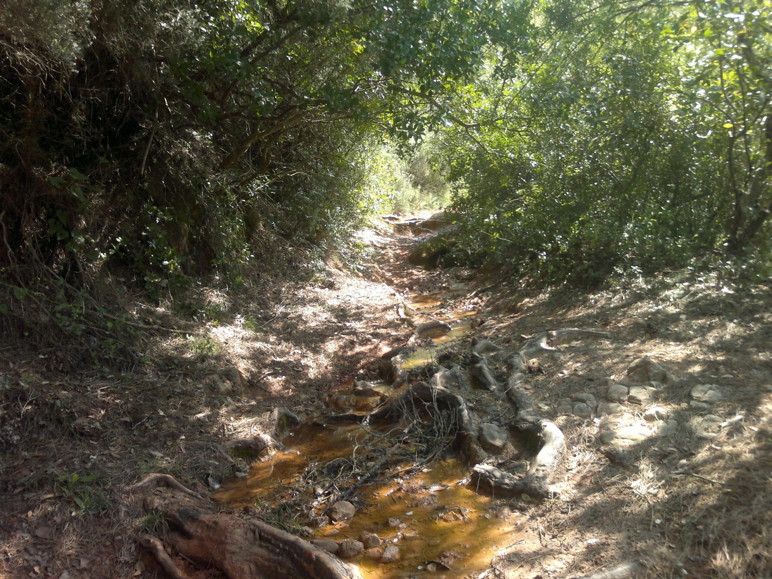 A narrow, winding path through a wooded area, with lush green foliage on both sides and a shallow, trickling stream running along the ground. Sunlight filters through the trees, casting dappled light on the earthy trail and surrounding vegetation. Roots and rocks are visible along the path, creating a natural, serene landscape. Arrabida mountain bike trail.