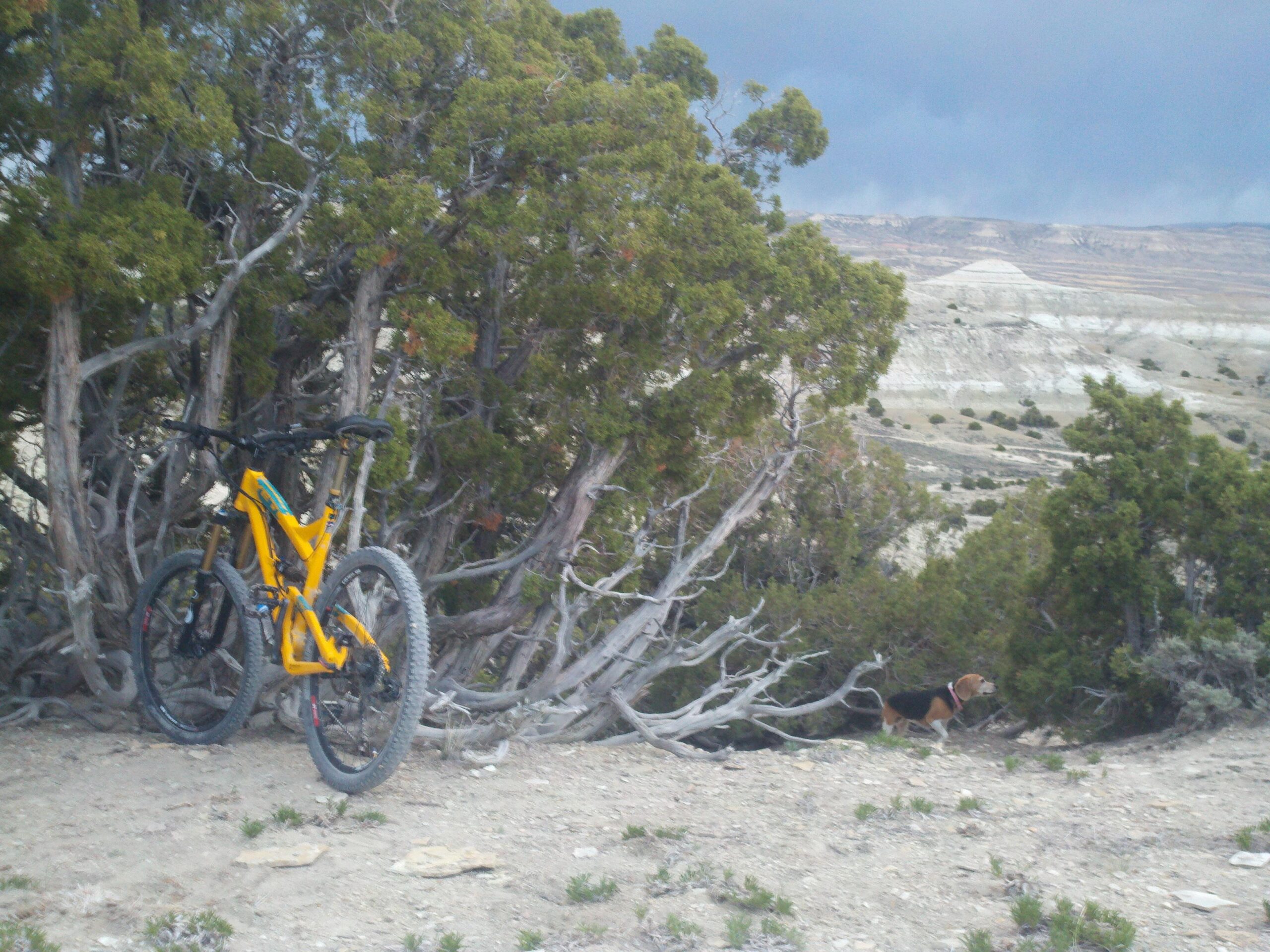 A mountain bike stands next to a bushy tree in a rugged outdoor setting, while a dog explores the terrain nearby. The landscape features rocky hills in the background under an overcast sky. Wilkins Peak Trails mountain bike trail.