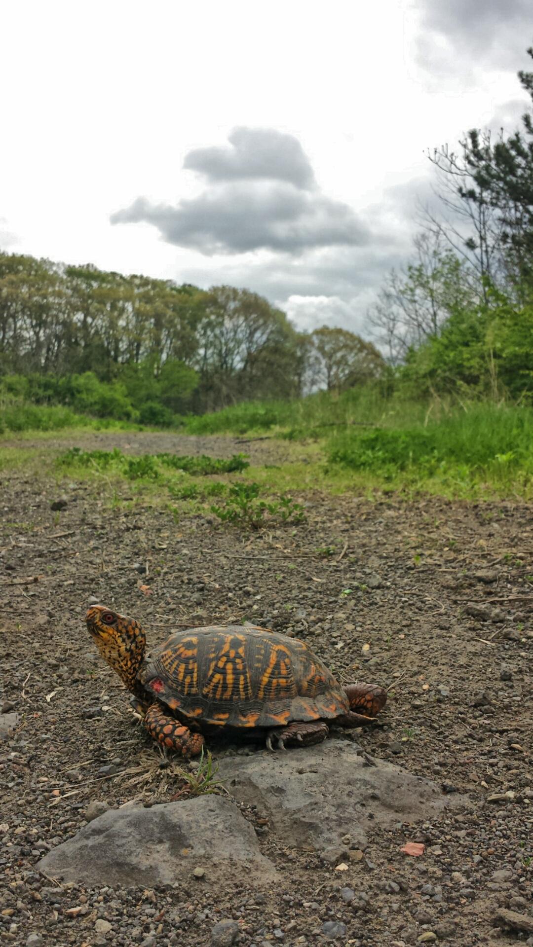 A box turtle crossing a gravel path surrounded by greenery, with a partly cloudy sky in the background. Frick Park mountain bike trail.