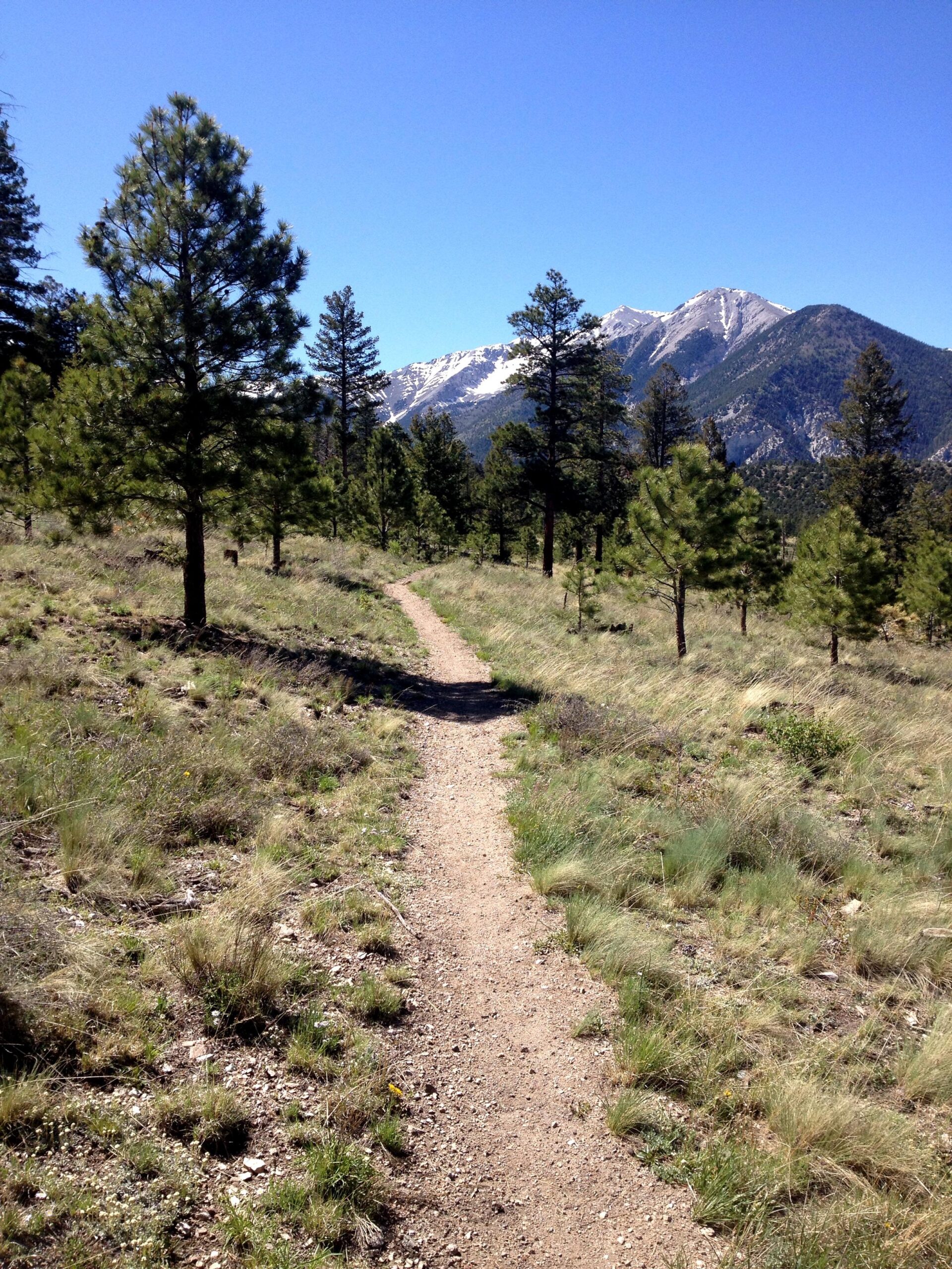 A narrow dirt path winds through a lush green landscape, lined with tall pine trees, leading towards a backdrop of snow-capped mountains under a clear blue sky. Colorado Trail: Mt. Shavano thd to Chalk Creek thd mountain bike trail.