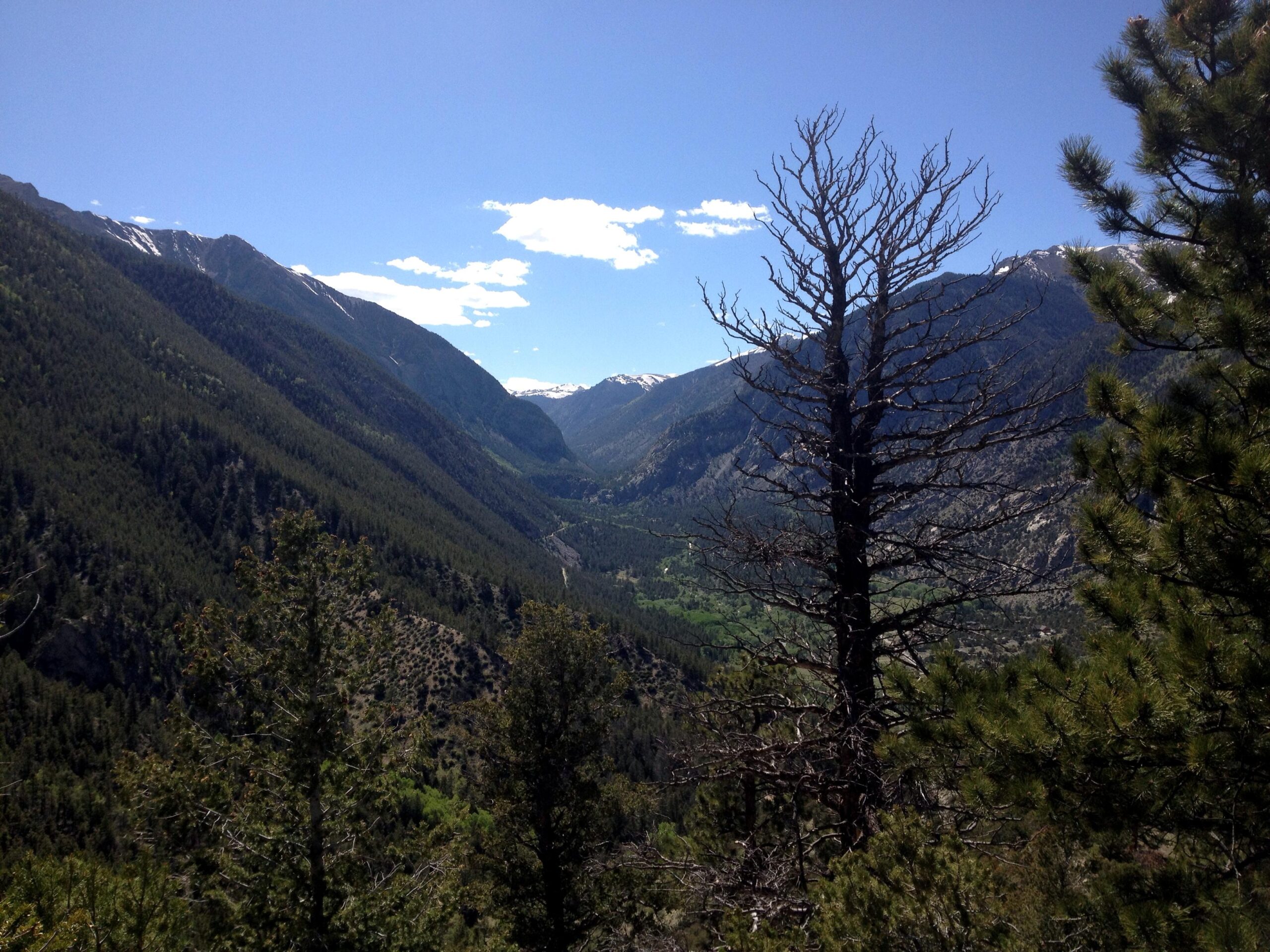 A wide view of a mountainous landscape featuring green pine trees, a dry, leafless tree in the foreground, and snow-capped peaks in the distance under a bright blue sky with scattered clouds. The valley below is lush with vegetation, contrasting with the rugged terrain. Colorado Trail: Mt. Shavano thd to Chalk Creek thd mountain bike trail.