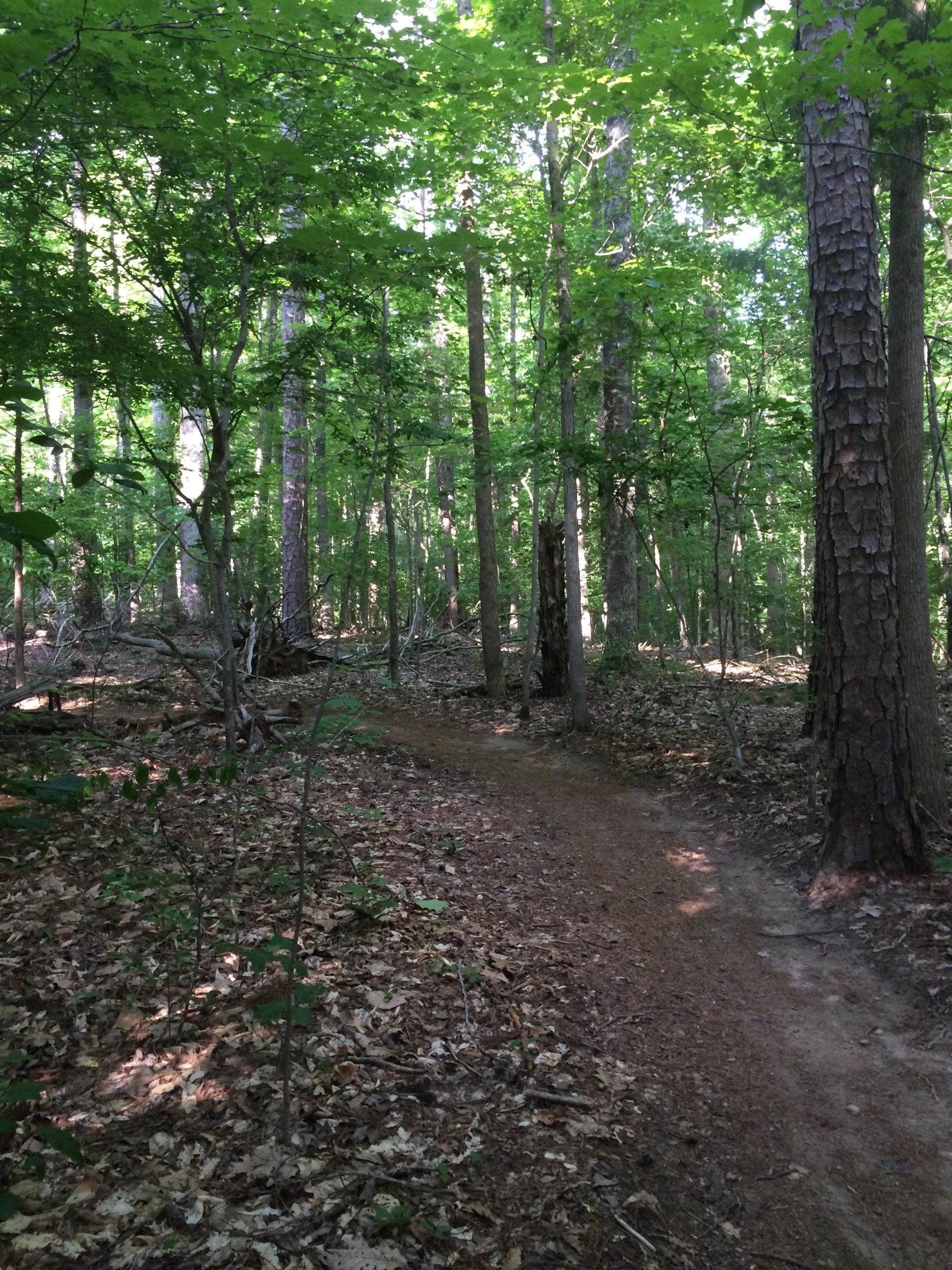 A narrow dirt path winds through a lush green forest, surrounded by tall trees and dense foliage. Sunlight filters through the leaves, creating dappled light on the forest floor, which is covered in dry leaves and small plants. Wild Turkey mountain bike trail.