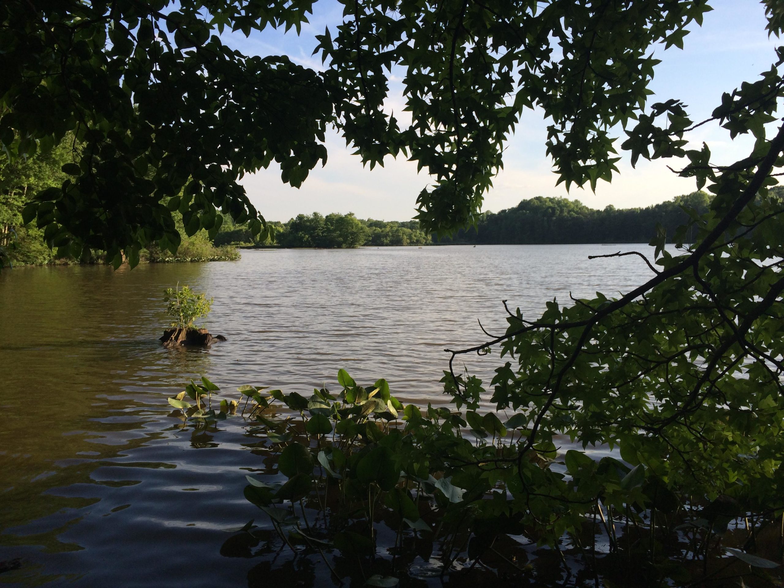 A serene view of a calm lake surrounded by lush greenery. The foreground features rippling water with water plants and a small tree growing from a rocky outcrop. In the background, trees line the horizon under a clear blue sky. Wild Turkey mountain bike trail.