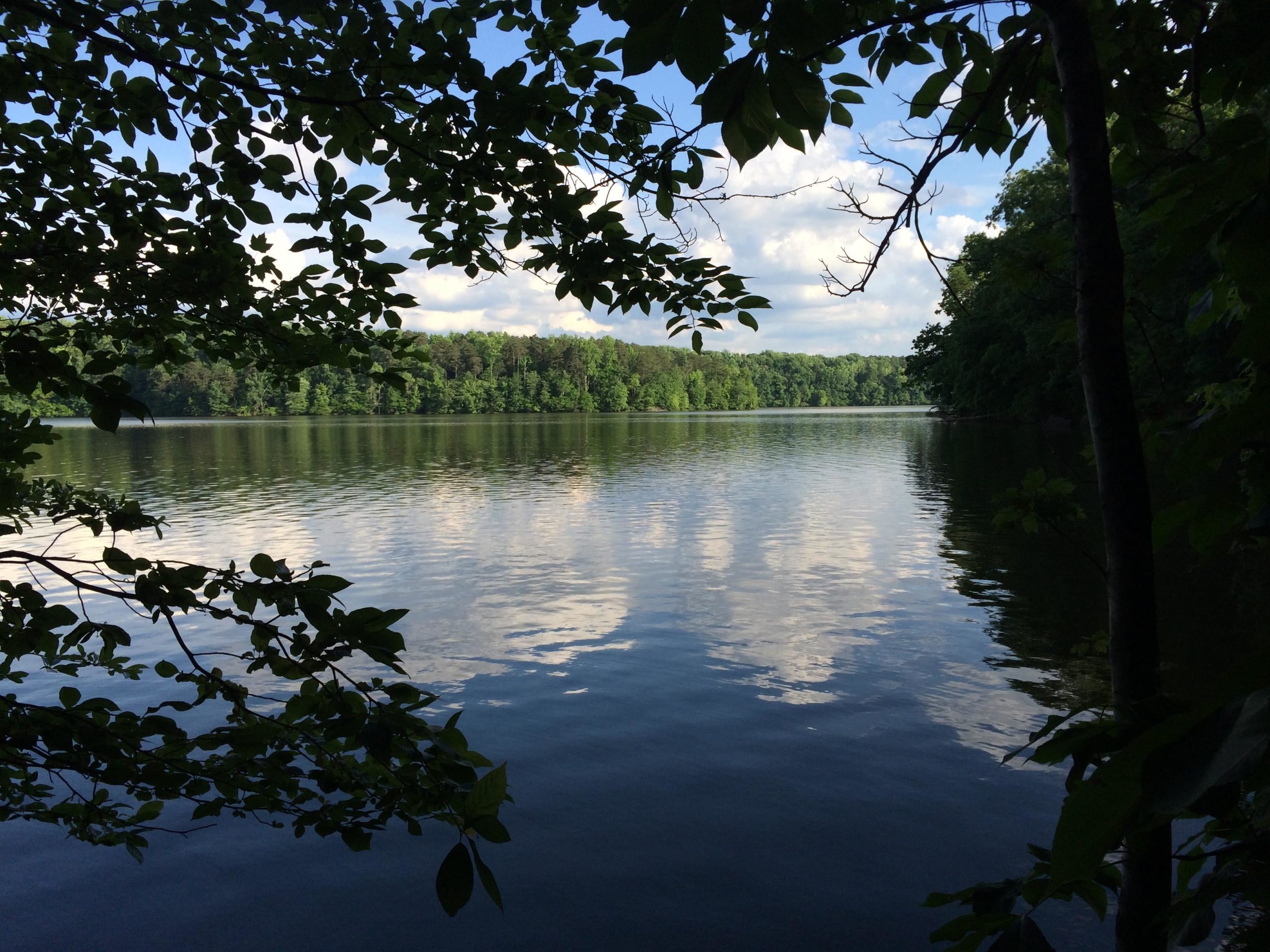 A serene view of a calm lake surrounded by lush green trees, with blue skies and fluffy white clouds reflected on the water's surface. The image captures the tranquil atmosphere of nature, framed by overhanging leaves. Owls Roost (Bur-Mil Park) mountain bike trail.