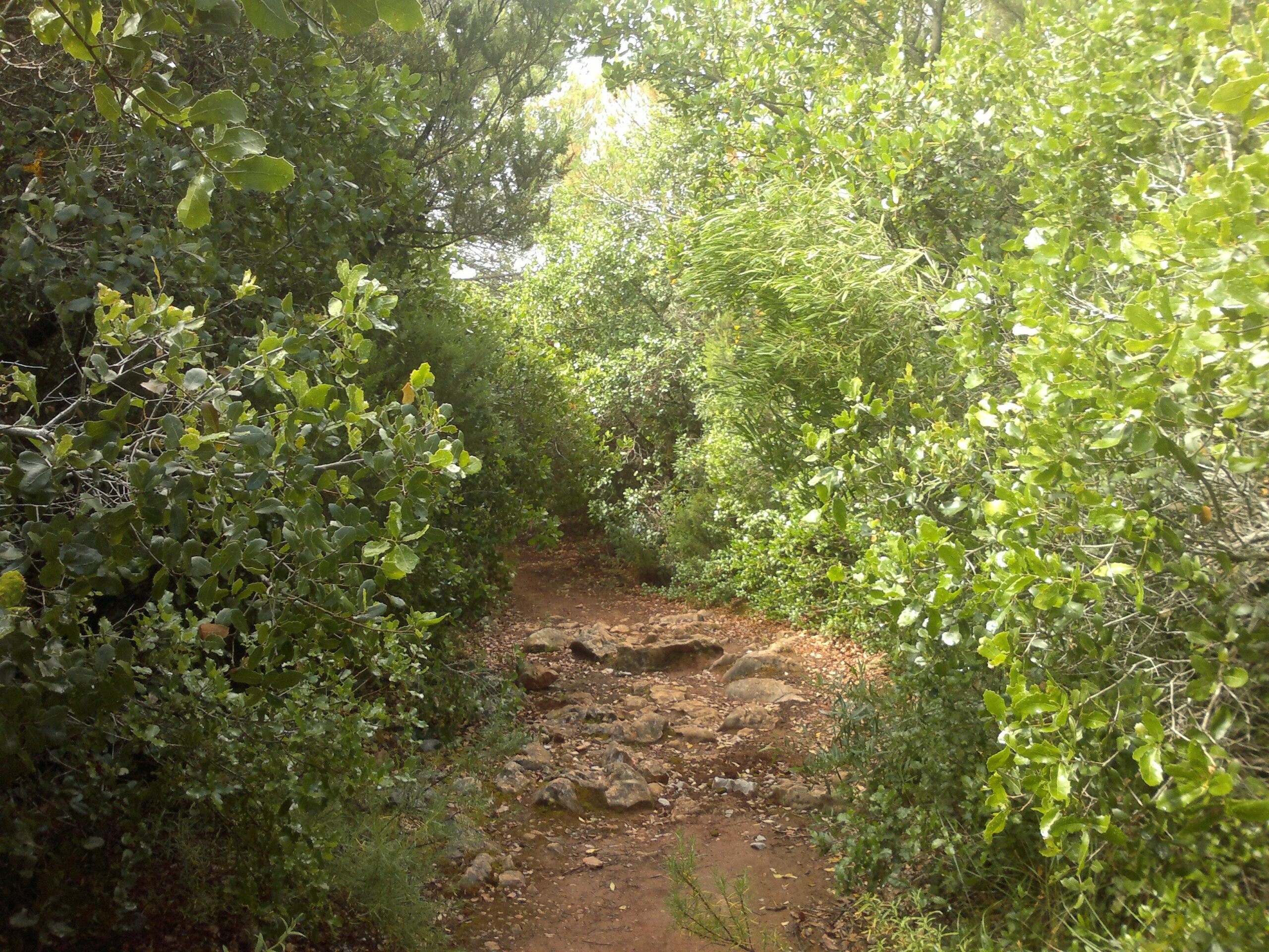 A narrow, rocky path winding through dense green foliage, surrounded by trees and shrubs in a natural setting. Arrabida mountain bike trail.