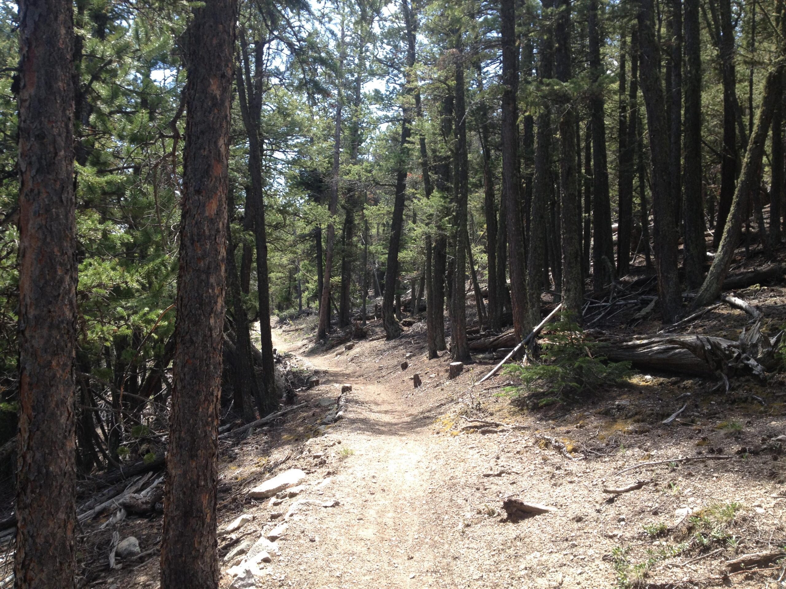 A dirt path winding through a dense forest, surrounded by tall pine trees and patches of sunlight filtering through the foliage. The ground is covered with scattered rocks and fallen branches, creating a natural trail in the wilderness. Colorado Trail: Mount Princeton to Avalanche Trailhead / Collegiate Peaks Wilderness mountain bike trail.
