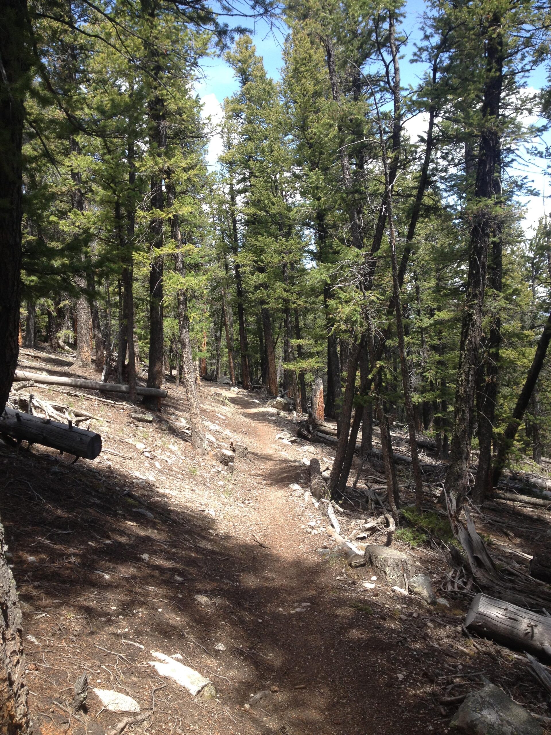A dirt trail winding through a dense forest of tall pine trees, with patches of sunlight filtering through the branches and casting shadows on the ground. Colorado Trail: Mount Princeton to Avalanche Trailhead / Collegiate Peaks Wilderness mountain bike trail.