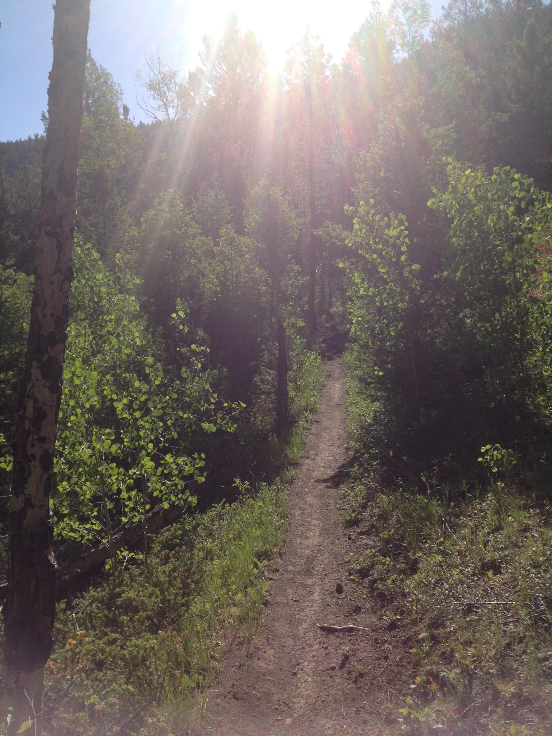 A sunlit dirt path winding through a lush forest, surrounded by green foliage and tall trees. The sunlight creates a warm, inviting atmosphere as it filters through the branches, casting soft rays onto the trail. Rainbow Trail: Hwy 285 to Methodist Mountain Thd mountain bike trail.