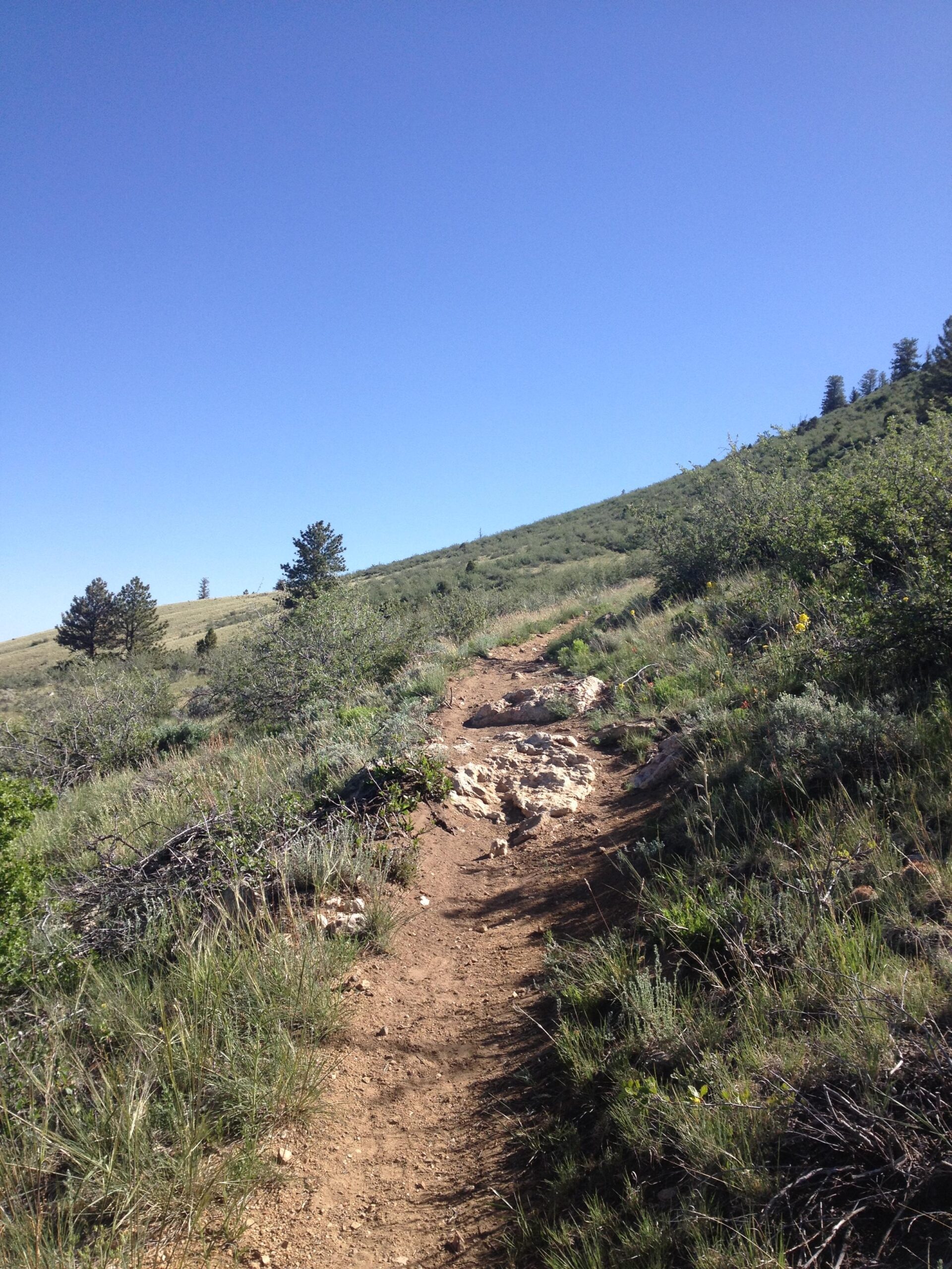 A dirt trail winding through green shrubs and grasses, leading up a hillside under a clear blue sky. Pine trees are visible in the distance. Rainbow Trail: Hwy 285 to Methodist Mountain Thd mountain bike trail.