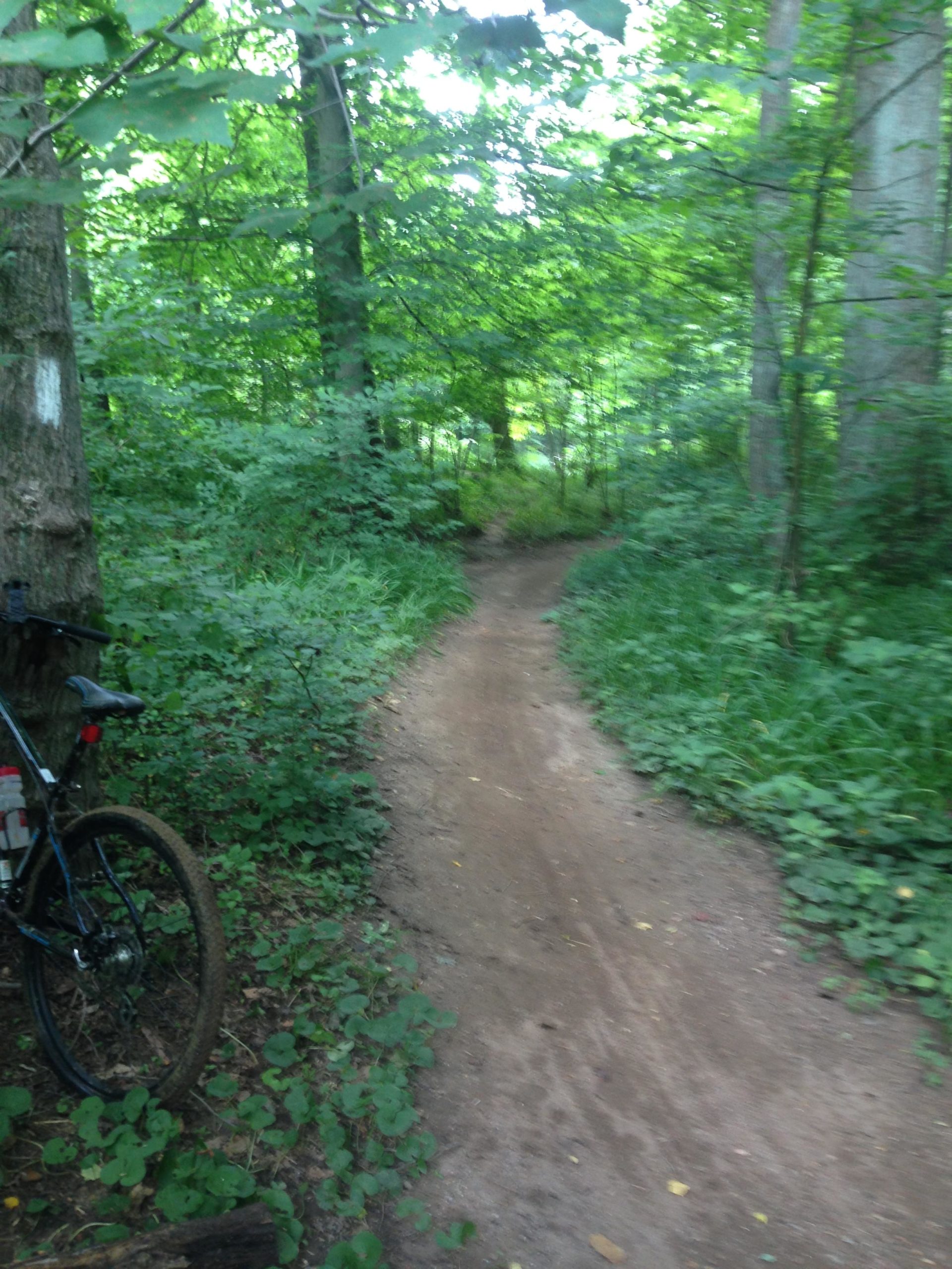 A narrow dirt bike trail winding through a dense green forest, with lush vegetation lining the path. A mountain bike is parked beside the trail, partially obscured by foliage. The scene is bright and inviting, showcasing a peaceful outdoor environment. Gunpowder Falls State Park mountain bike trail.