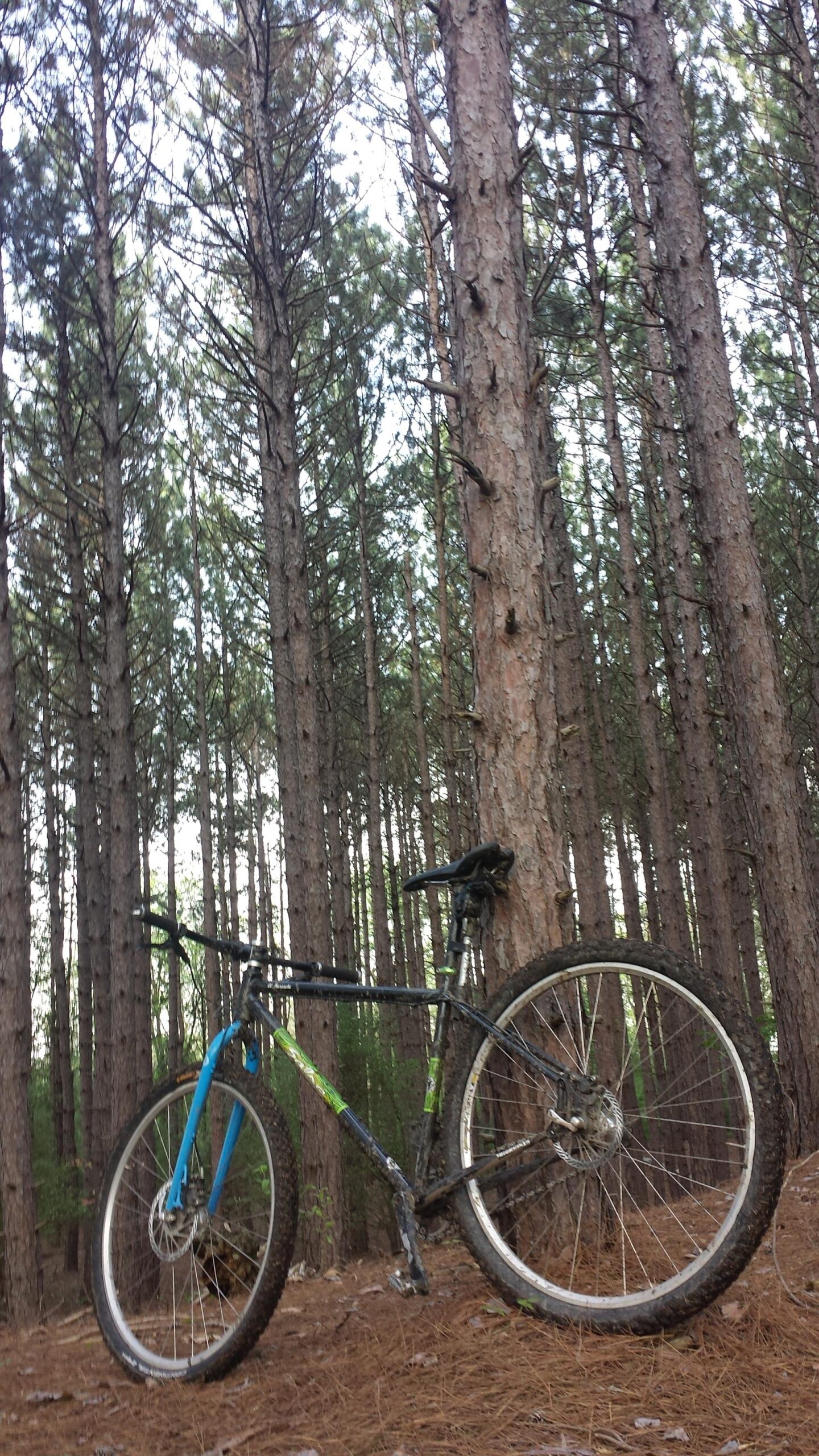 A mountain bike leaning against a tree in a dense forest of tall pine trees, with a layer of pine needles on the ground and a clear sky visible through the tree canopy. The bike has a blue front fork and shows signs of dirt and mud from outdoor use. Bavington mountain bike trail.