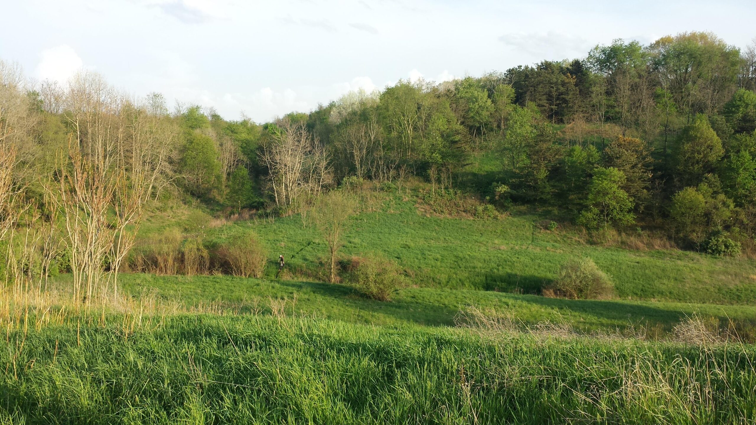 A scenic landscape featuring rolling green hills, scattered trees, and a few patches of bare branches. The foreground is filled with tall grass, while a person can be seen walking along a path on the hillside in the distance. The sky is partly cloudy, suggesting a serene outdoor setting. Bavington mountain bike trail.