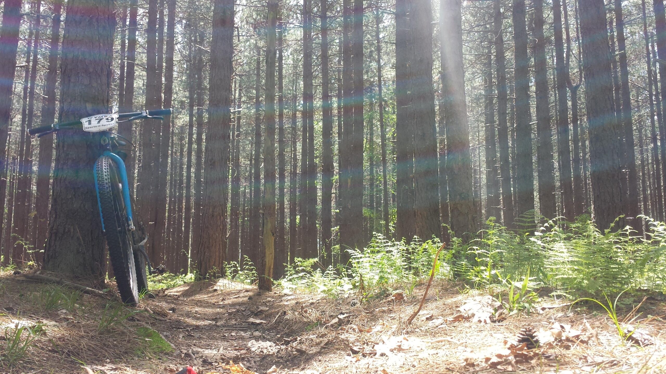 A mountain bike with a race number attached is leaning against a tree along a dirt trail in a lush forest. Sunlight filters through the tall pine trees, creating a serene atmosphere with patches of light and greenery. Big Bear Lake Trail Center mountain bike trail.