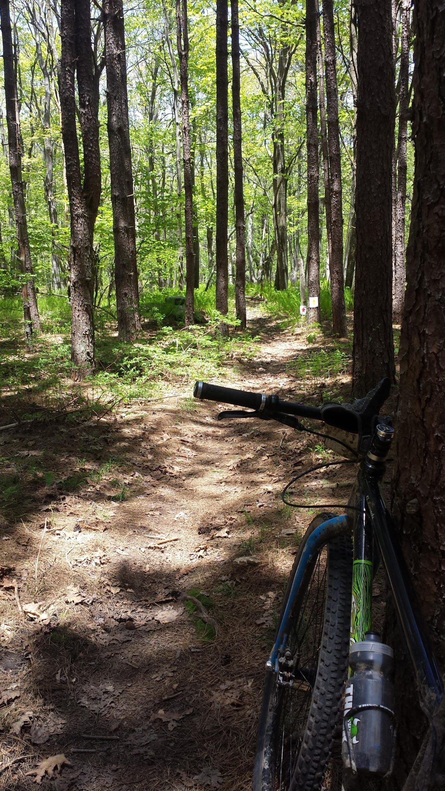 A mountain bike resting against a tree, with a dirt path winding through a sunlit forest filled with green foliage and tall trees. Big Bear Lake Trail Center mountain bike trail.