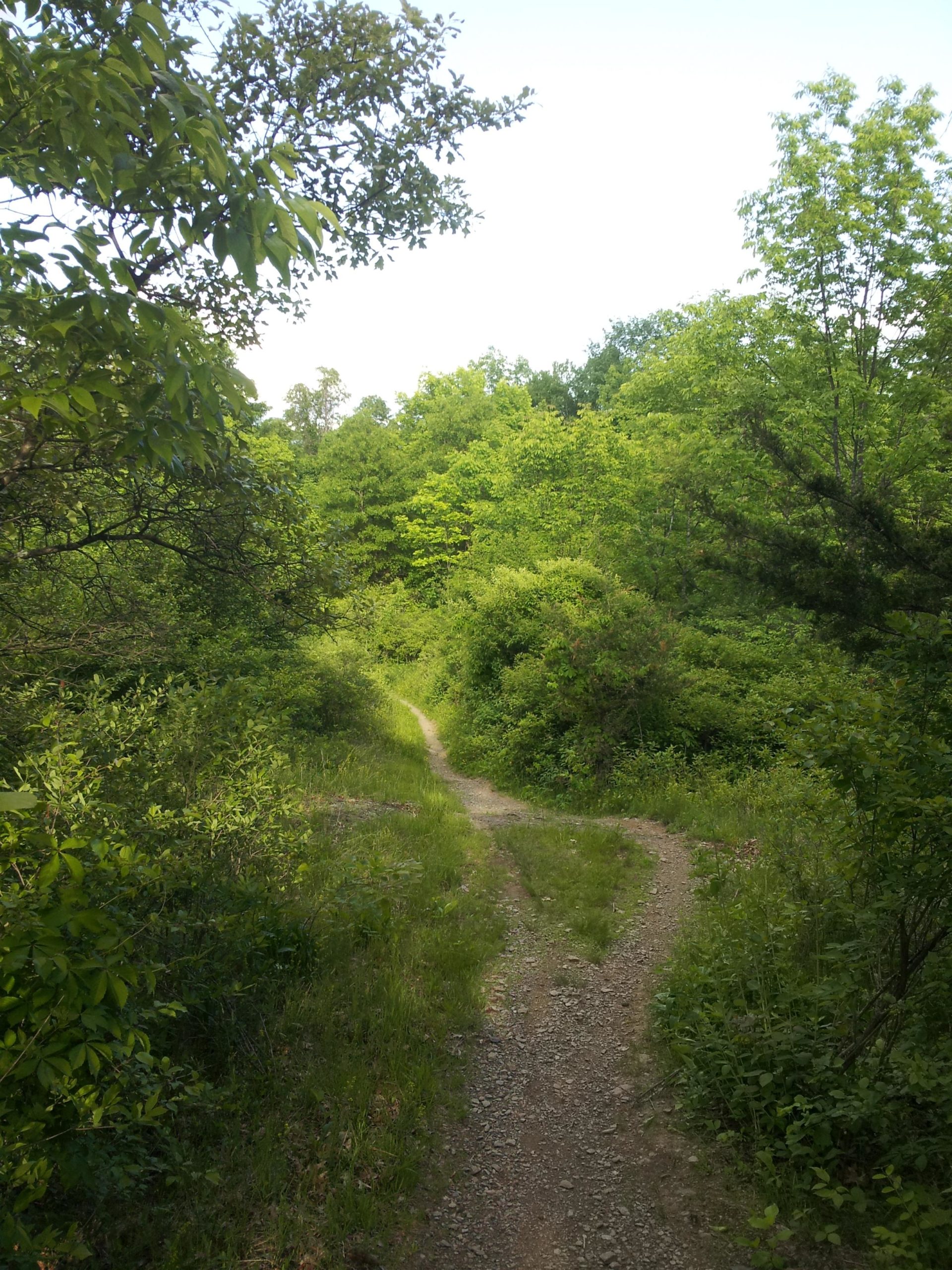 A dirt path forks in a lush green forest, surrounded by dense vegetation and trees under a clear sky. Stewart State Forest mountain bike trail.