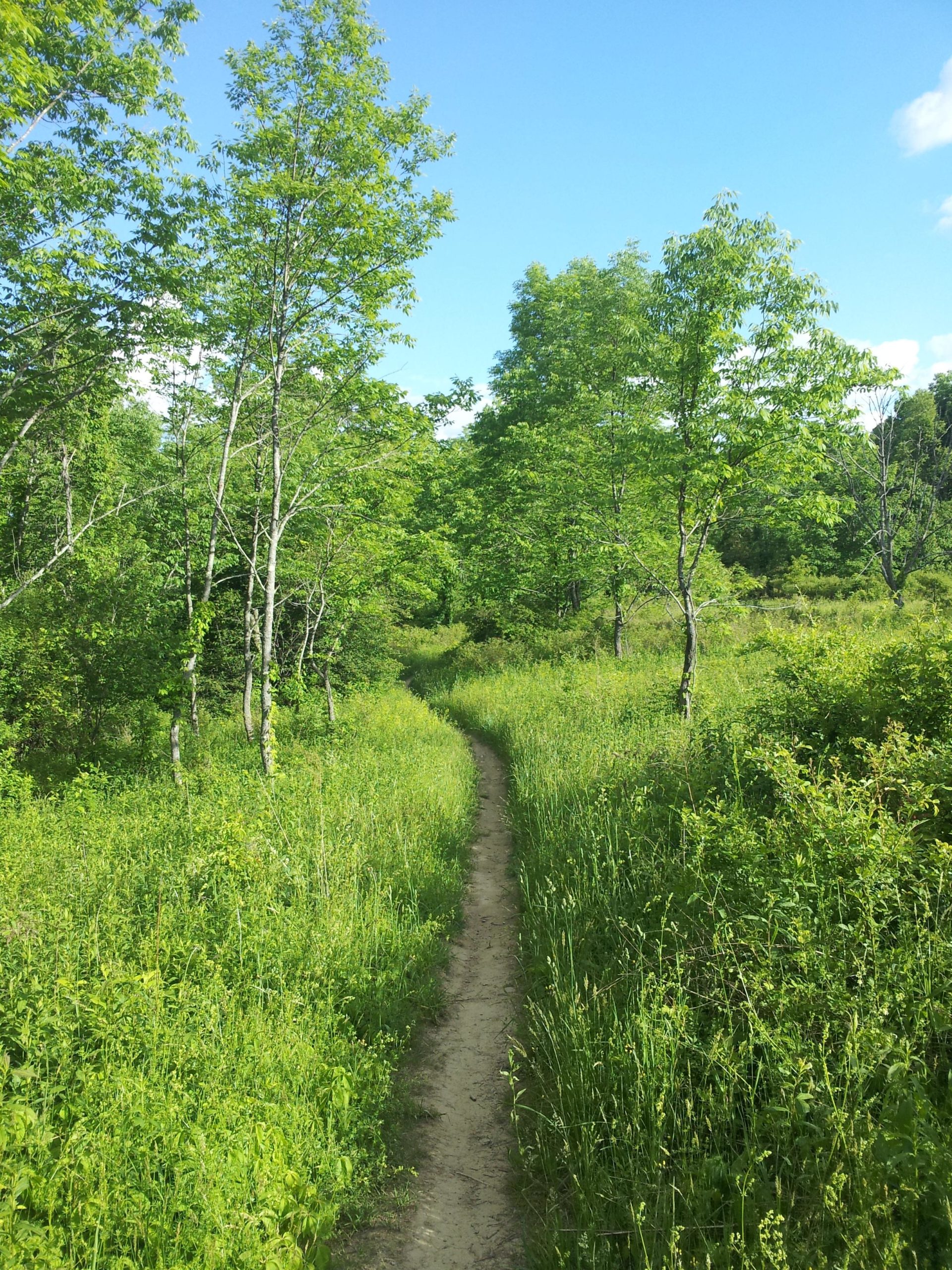 A winding dirt path surrounded by vibrant green grass and trees under a clear blue sky. The trail leads through a lush, natural setting, inviting exploration and adventure. Stewart State Forest mountain bike trail.
